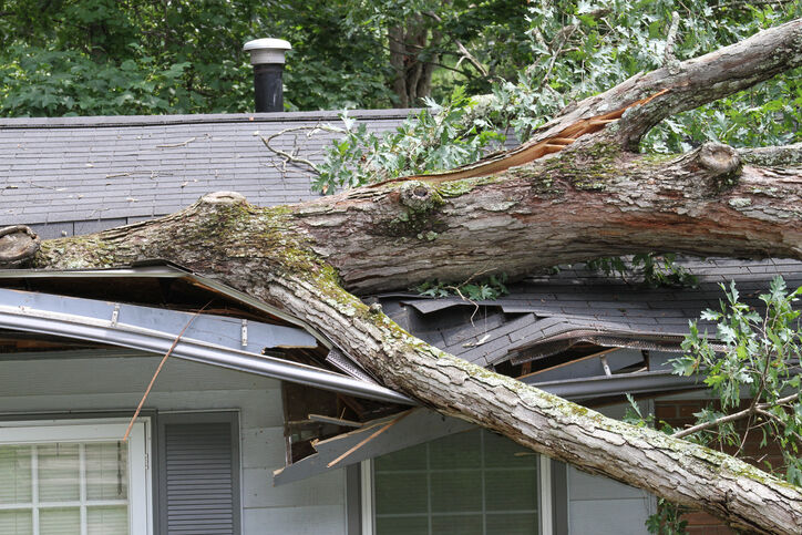 Emergency Tree Removal by Guaranteed Tree Service