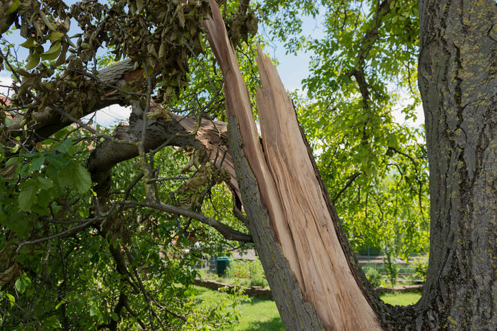 Storm Damage Clean Up by Guaranteed Tree Service