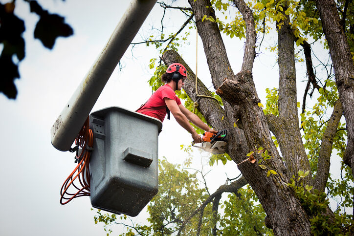 Tree Removal by Guaranteed Tree Service