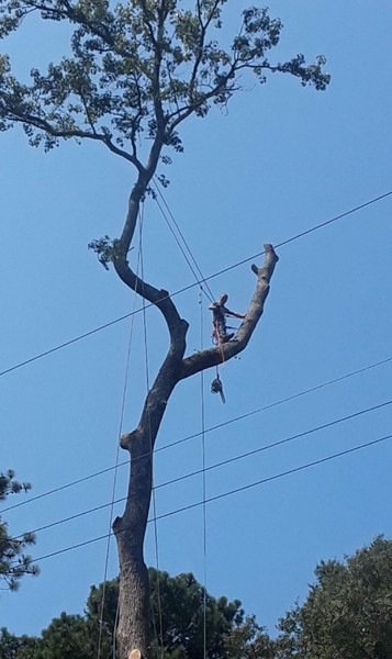 Tree Trimming in McDonough, GA (1)