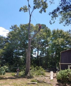 Tree Removal in Covington, GA (1)