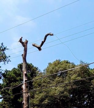 Tree Removal in Covington, GA (2)