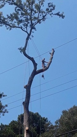 Emergency Tree Removal by Guaranteed Tree Service